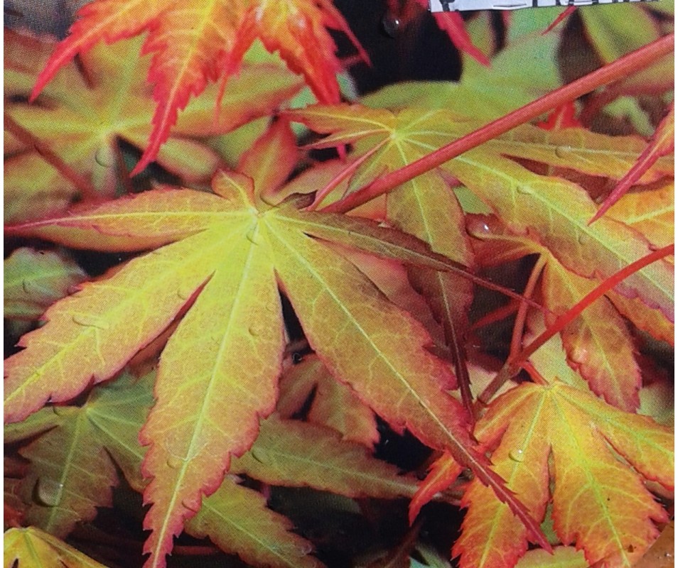 plantas online acer palmatum katsura arce japonés para macetas o jardín