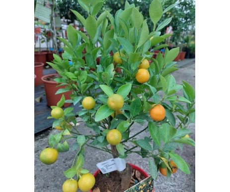 Calamondin Citrus Fortunella Mitis