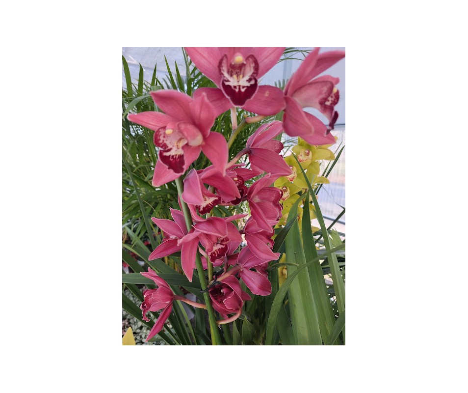 CYMBIDIUM ROJO ORQUIDEA DE EXTERIOR