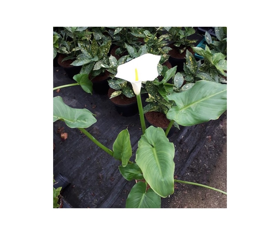 cala blanca o calla planta de bulbo ideal para jardines o macetas