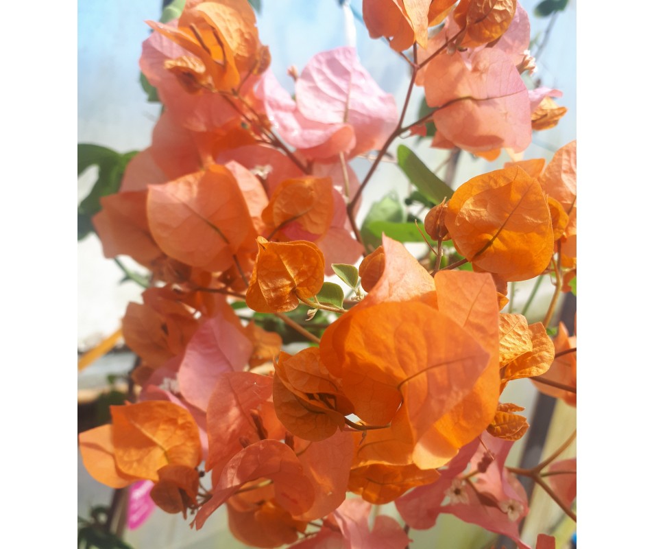Bouganvillea de flor naranja Poco mantenimiento y fácil cuidado