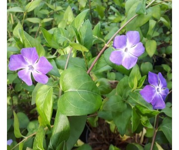 HIERBA DONCELLA  VINCA MAJOR