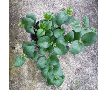 HIERBA DONCELLA  VINCA MAJOR