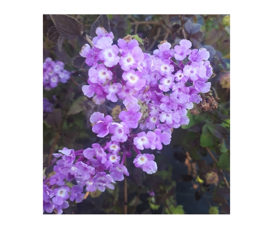 lantana de flor morada o azul de abundante y prolongada floración