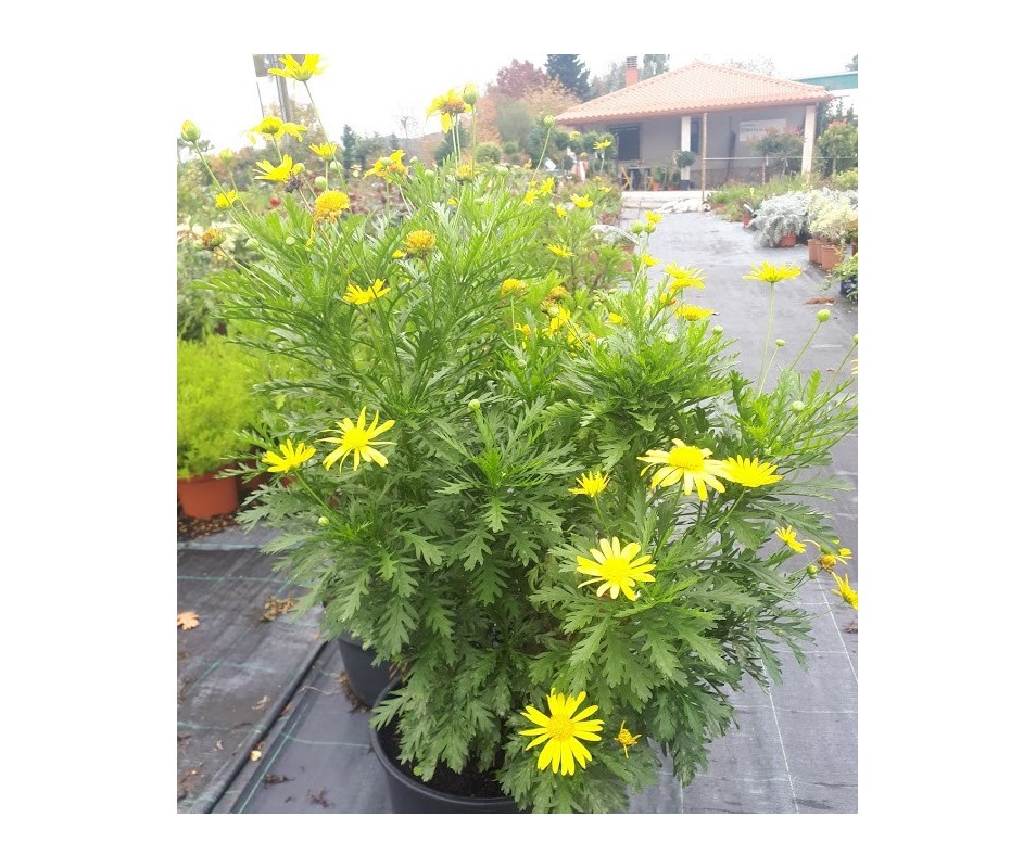 euryops o margarita amarilla planta resistente para macetas o jardín
