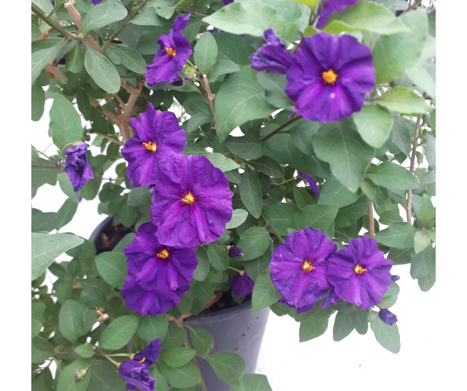 Solanum rantonnetii jazmín de flor azul oscura abundante velo de novia