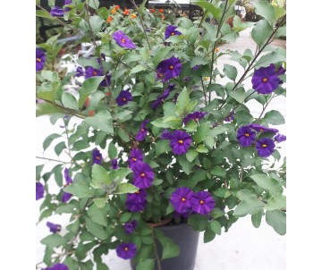 Solanum rantonnetii jazmín de flor azul oscura abundante velo de novia