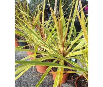 CORDYLINE CAN CAN