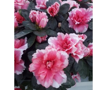 plantas de azalea flores bicolor para maceas o jardín comprar online