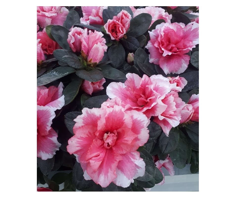 plantas de azalea flores bicolor para maceas o jardín comprar online