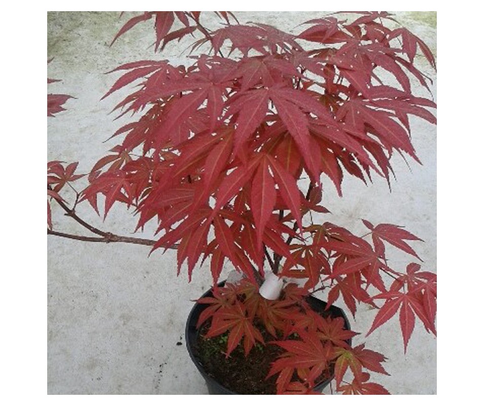 acer palmatum atropurpurea o arce japonés rojo para macetas o jardín