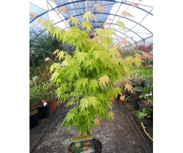 ACER ORANGE DREAM PALMATUM ARCE JAPONÉS