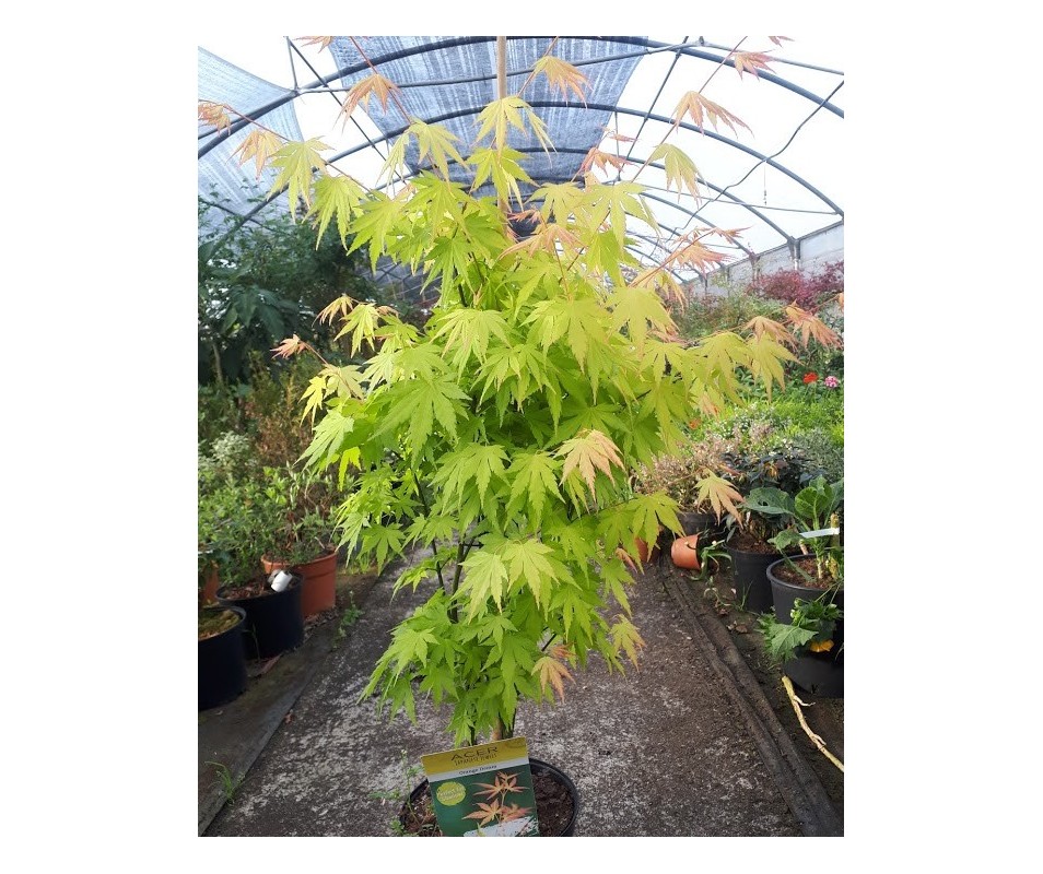 ACER ORANGE DREAM PALMATUM ARCE JAPONÉS