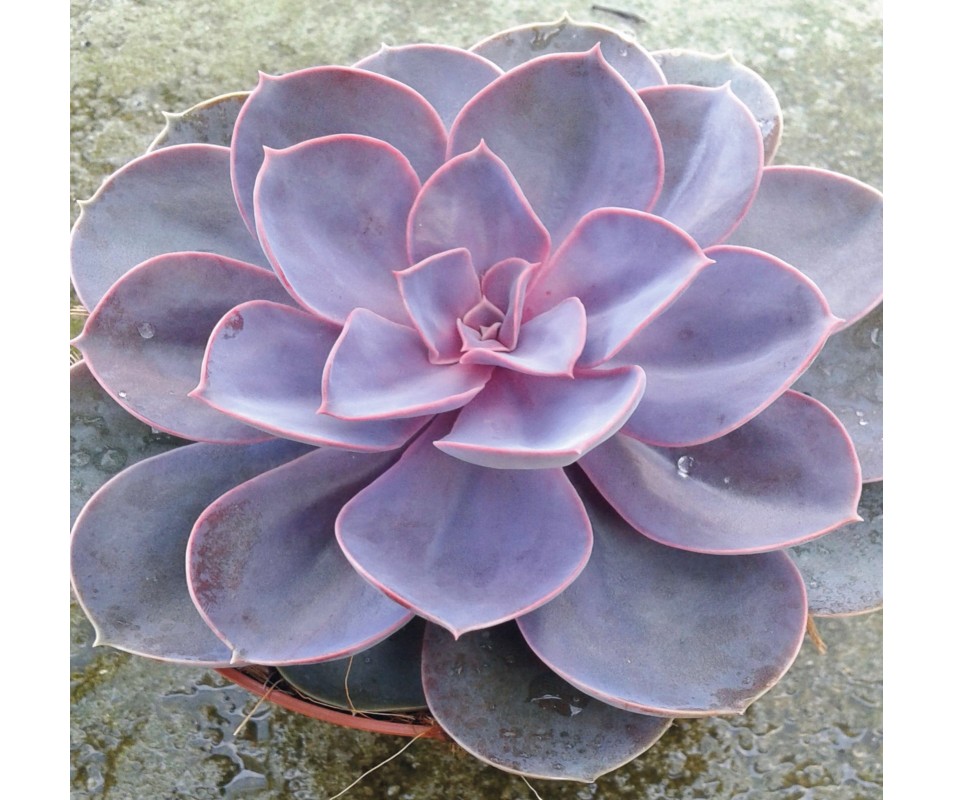 ECHEVERIA PERLE VON NURNBERG