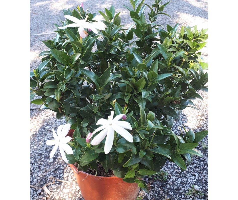 planta jazmín jasminum multipartitum de flor blanca para macetas o jardín