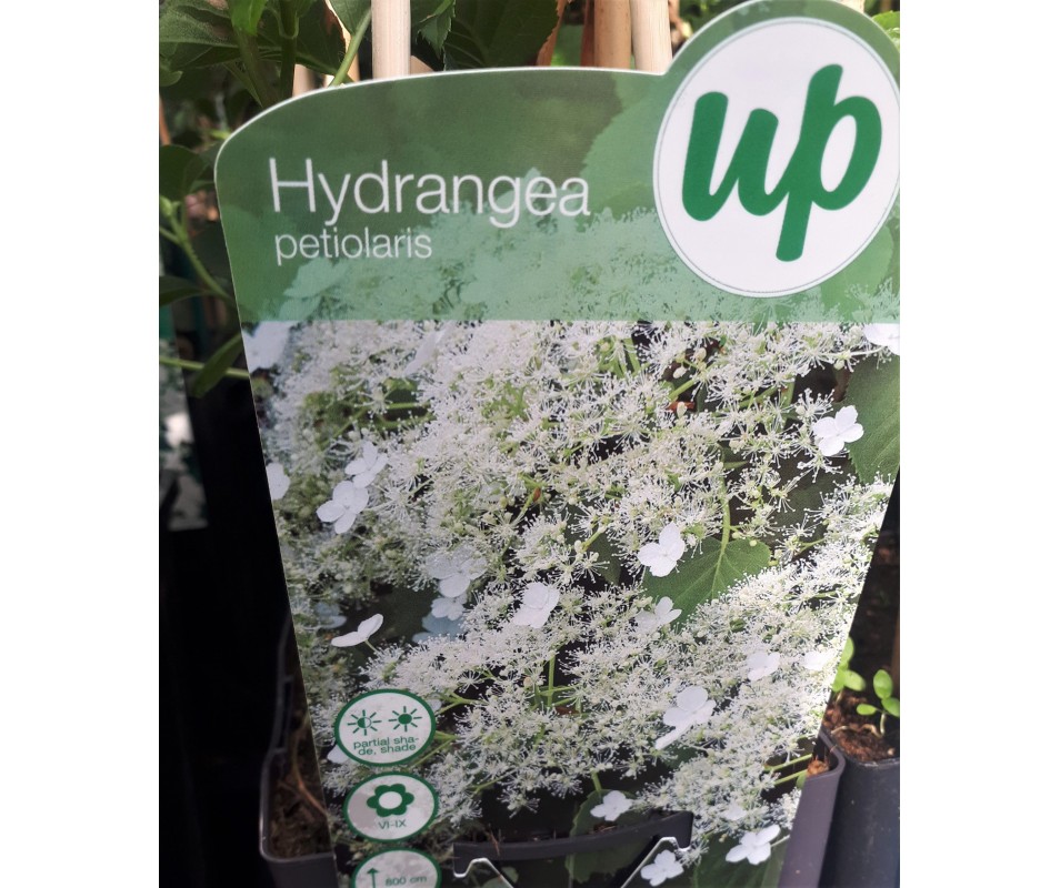 hydrangea anomala petiolaris hortensia trepadora de flor blanca online