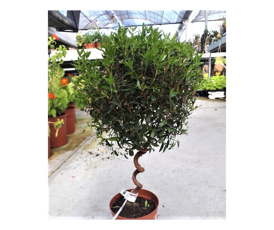 planta mirto o myrtus communis podado en copa comprar online viveros