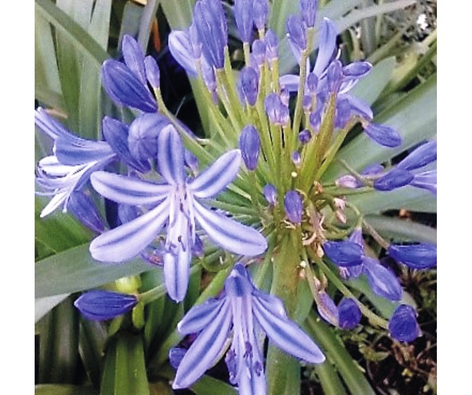 comprar online planta de agapanthus de flor azul en verano