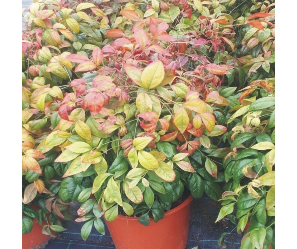 variedades de nandina enana