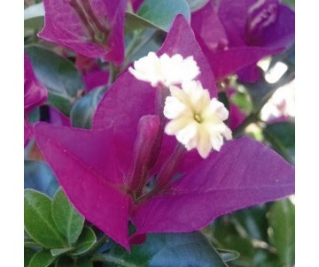 BOUGANVILLEA  BUGANVILLA FUCSIA