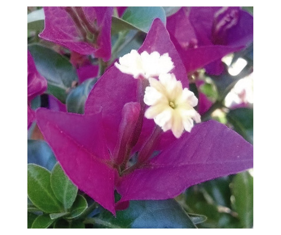 Bouganvillea fucsia o buganvilla para muros vallas pérgolas celosías