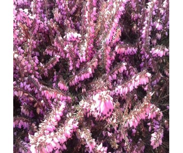 ERICA DARLEYENSIS FUCSIA