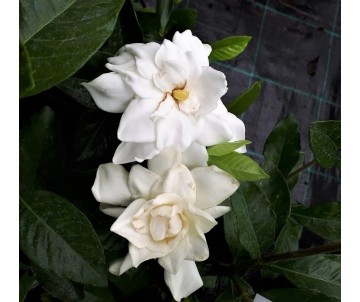 gardenia augusta para macetas o jardín de flor blanca perfumada