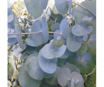 EUCALYPTUS GUNNII  EUCALIPTO AZUL