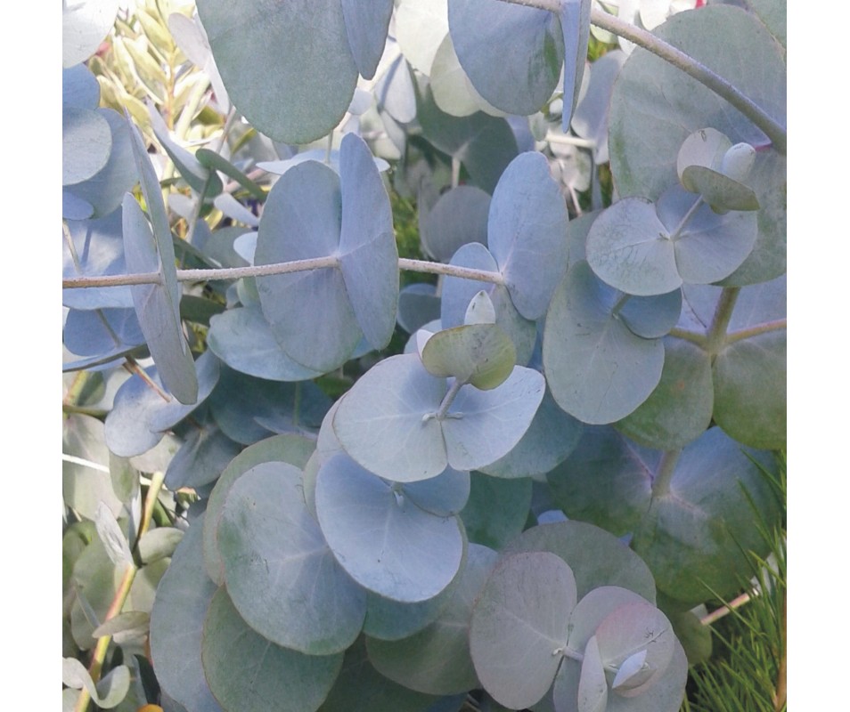 EUCALYPTUS GUNNII  EUCALIPTO AZUL