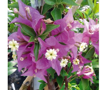 BOUGANVILLEA  BUGANVILLA FUCSIA