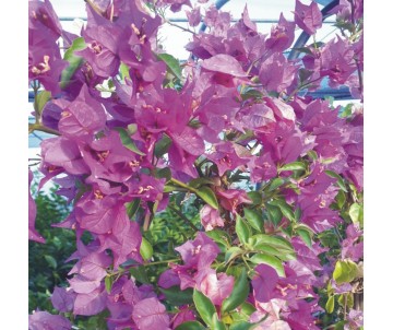 BOUGANVILLEA  BUGANVILLA FUCSIA