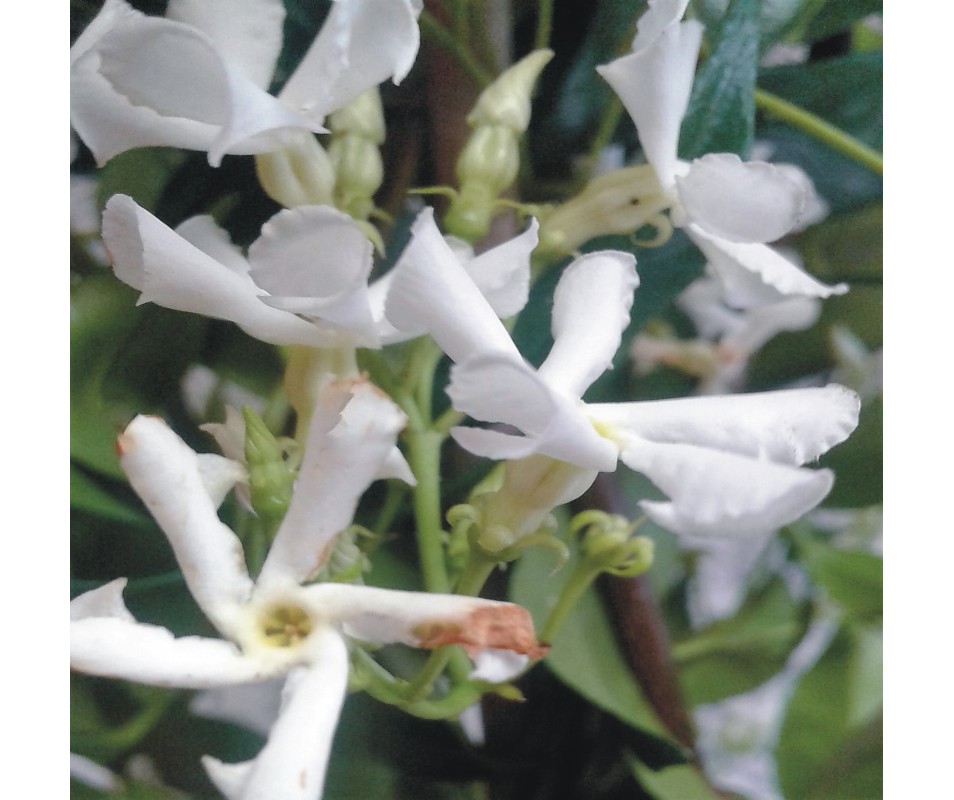 planta trepadora de falso jazmín o trachelospermum jasminoides online