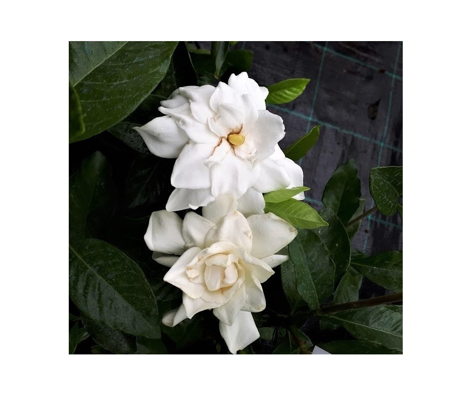 gardenia augusta para macetas o jardín de flor blanca perfumada