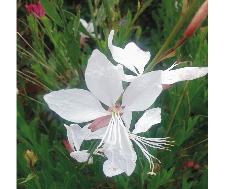planta de gaura de flor blanca en verano ideal para macetas o jardín