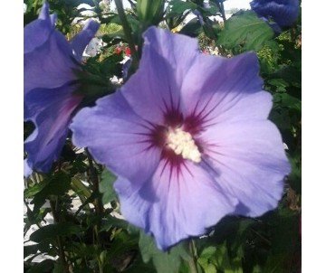 HIBISCUS SYRIACUS AZUL