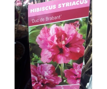 hibisco syriacus duc de brabant o rosa de siria flor roja doble ONLINE
