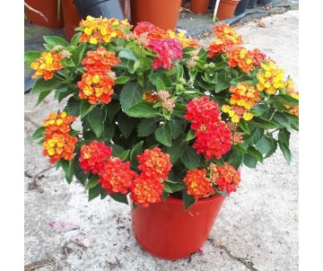 BANDERITA ESPAÑOLA LANTANA CAMARA