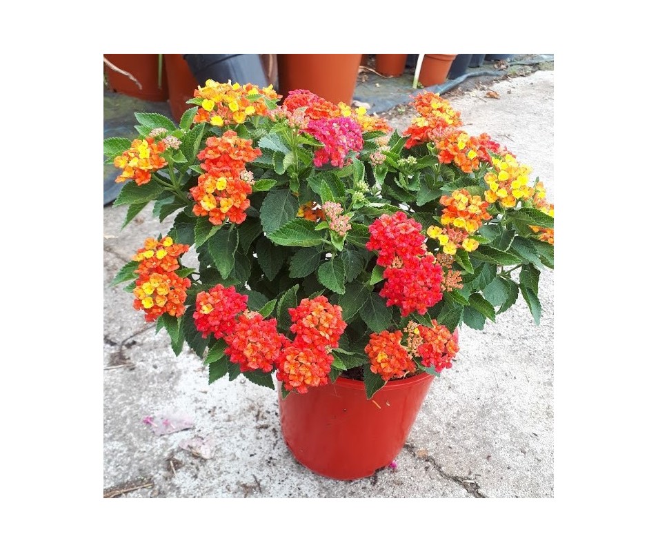 LANTANA CAMARA BANDERITA ESPAÑOLA