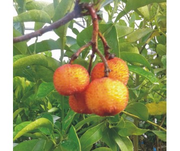 MADROÑO, ARBUTUS UNEDO