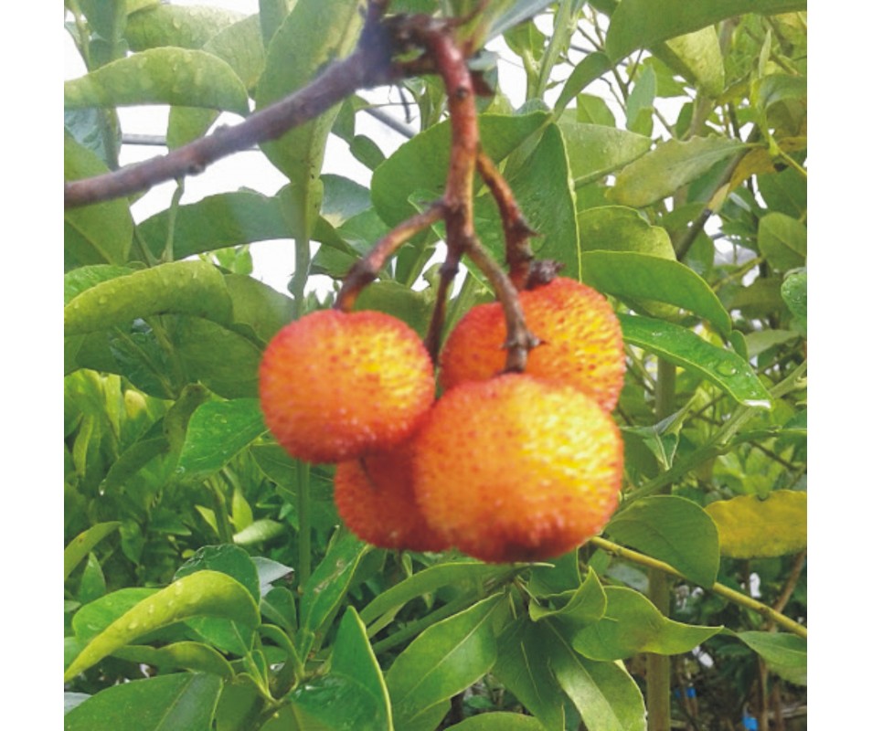 MADROÑO, ARBUTUS UNEDO