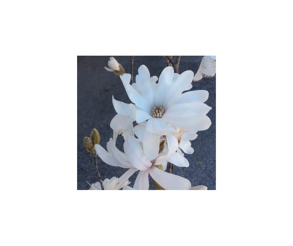 magnolia estellata flor blanca para jardín o macetas onlin