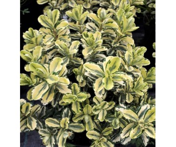 HEBE VARIEGATA