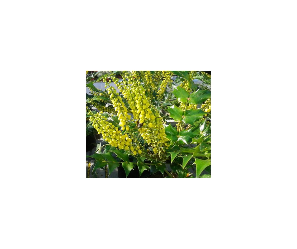 planta mahonia winter sum bonito colorido de hojas y flor amarilla olorosa