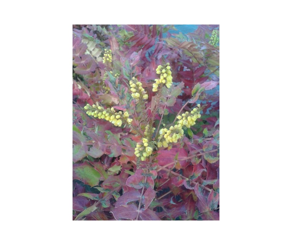 planta mahonia winter sum bonito colorido de hojas y flor amarilla olorosa