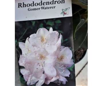 RHODODENDRO GOMER WATERER, RODODENDRO BLANCO