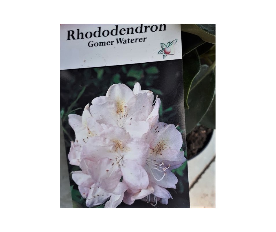 RHODODENDRO GOMER WATERER