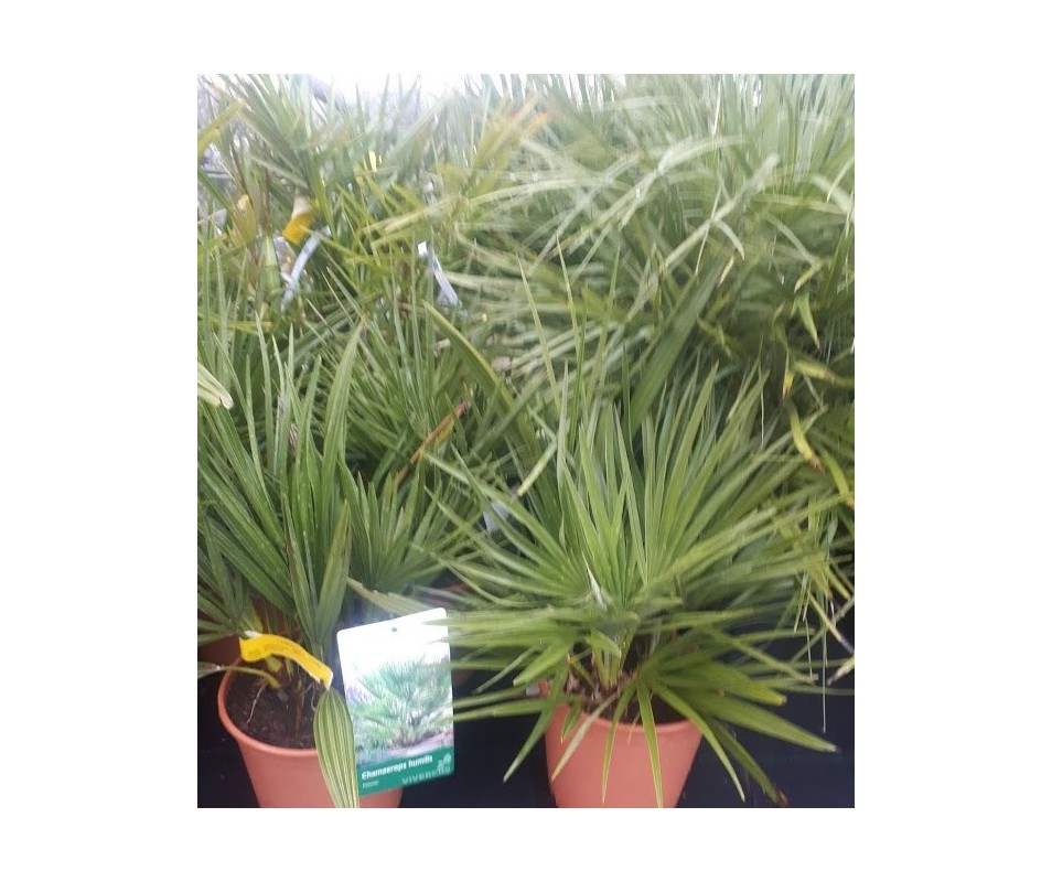 PALMITO  CHAMAEROPS HUMILIS