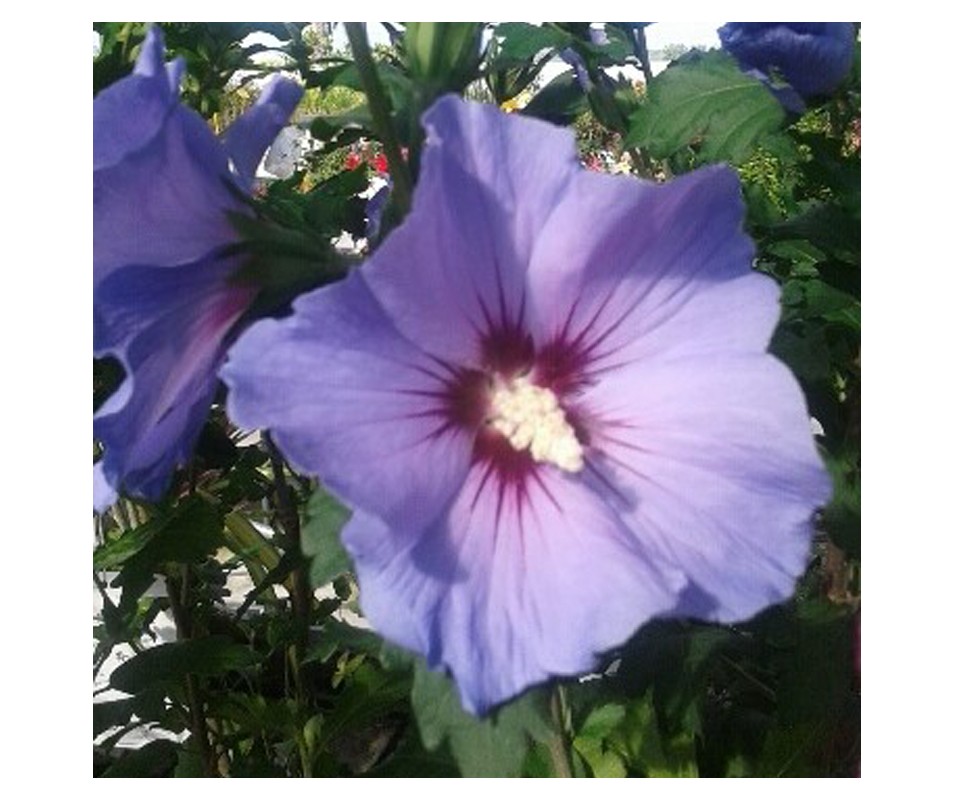 HIBISCUS SYRIACUS AZUL