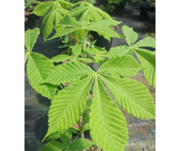 planta camellia sinensis árbol de té para maceta o jardín en viveros Braña