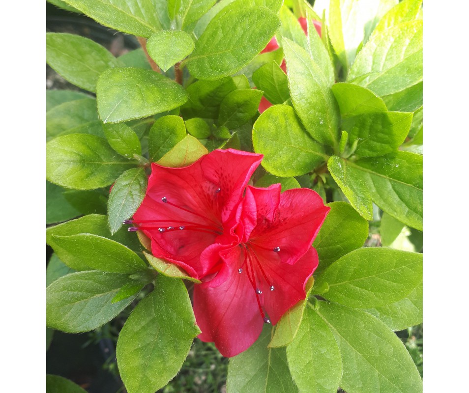 azalea japonica flor roja pàra macetas o jardín comprar online en viveros